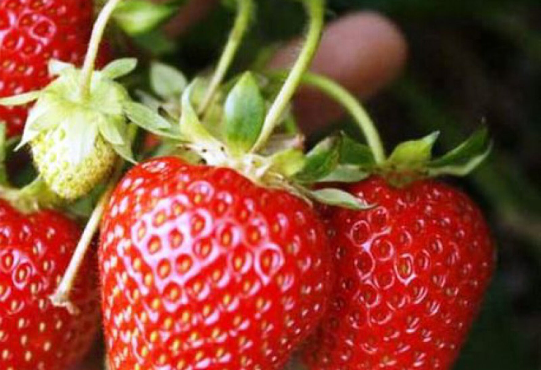 Strawberry Korona 10 plants • Strawberry Plants