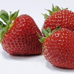 Strawberry Polka – 10 plants