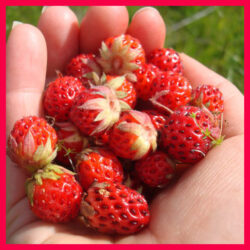 Wild Strawberry Regina - 10 plants