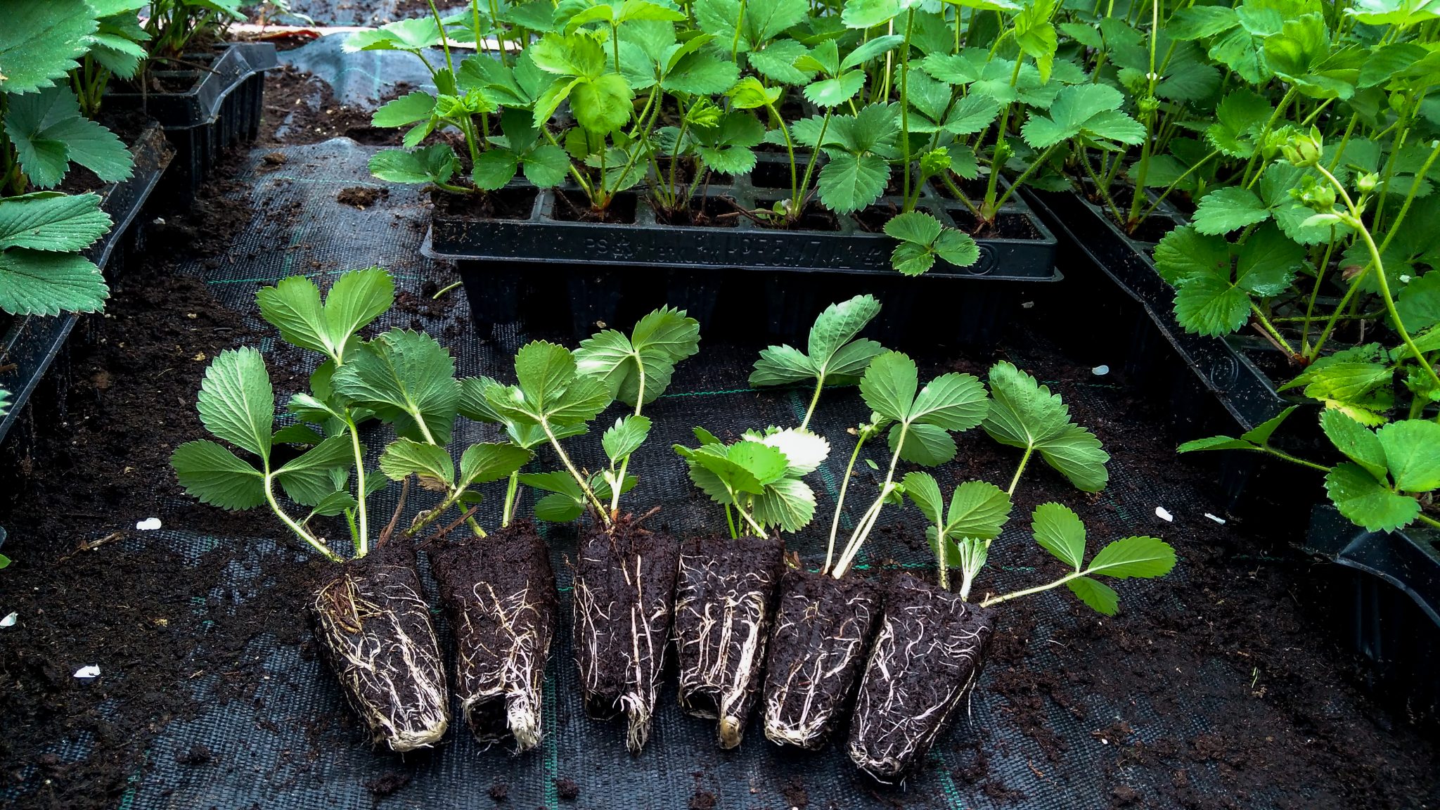 Strawberry bareroot plants for growers • Strawberry Plants