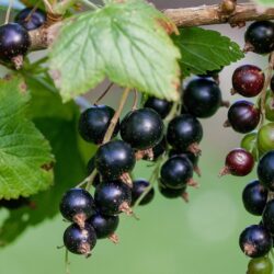 Black currants - one bare root plant