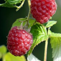 Raspberry - Autumn/late, 1 bare-root plant