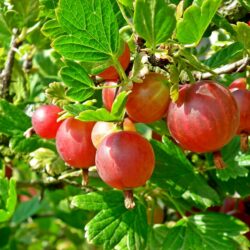 Red gooseberry - one bare root plant. Very high yield!